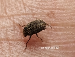 Araecerus