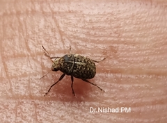 Araecerus