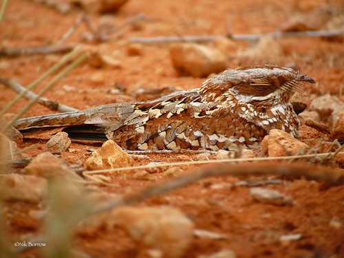 Donaldson Smith's Nightjar