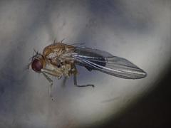 Lordiphosa andalusiaca