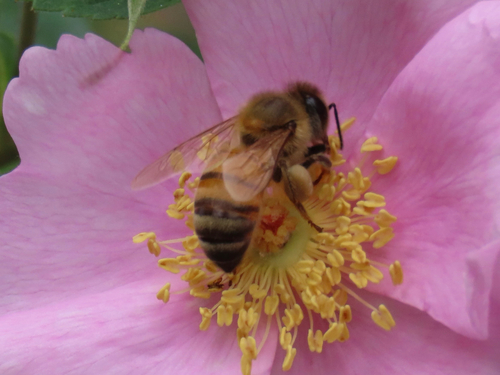 iNaturalist observation photo of Western Honey Bee