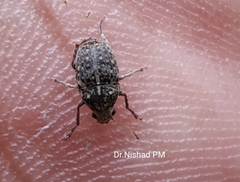 Araecerus