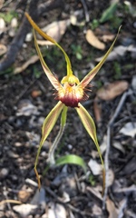 Caladenia pectinata