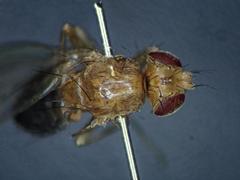 Lordiphosa andalusiaca