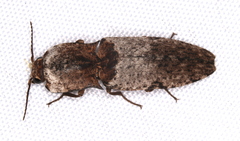 Cryptalaus prosectus