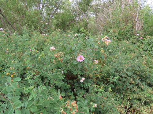 iNaturalist observation photo of California Wild Rose