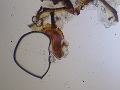 Lordiphosa andalusiaca