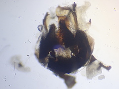 Lordiphosa andalusiaca