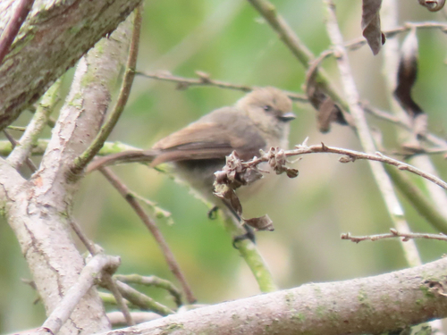 iNaturalist observation photo of Bushtit
