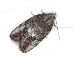 Etanna clopaea