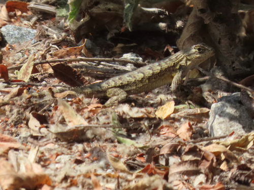 iNaturalist observation photo of Western Fence Lizard