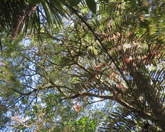 Phyllocladus trichomanoides