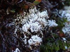 Lepra gymnospora