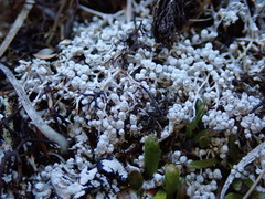 Lepra gymnospora