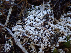 Lepra gymnospora