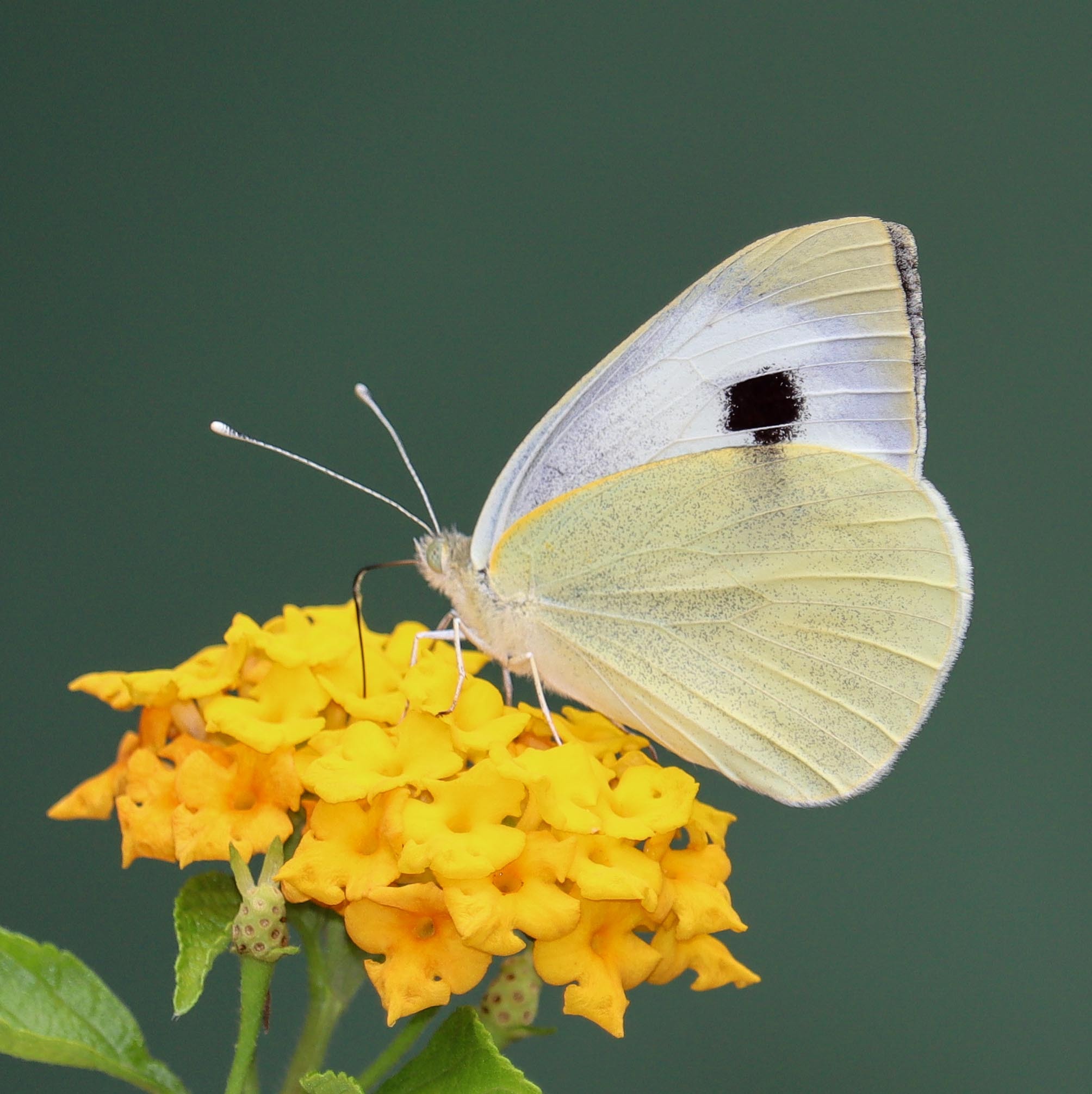 Large Cabbage White