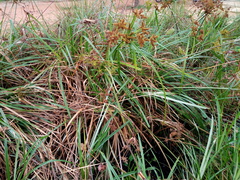 Cyperus javanicus