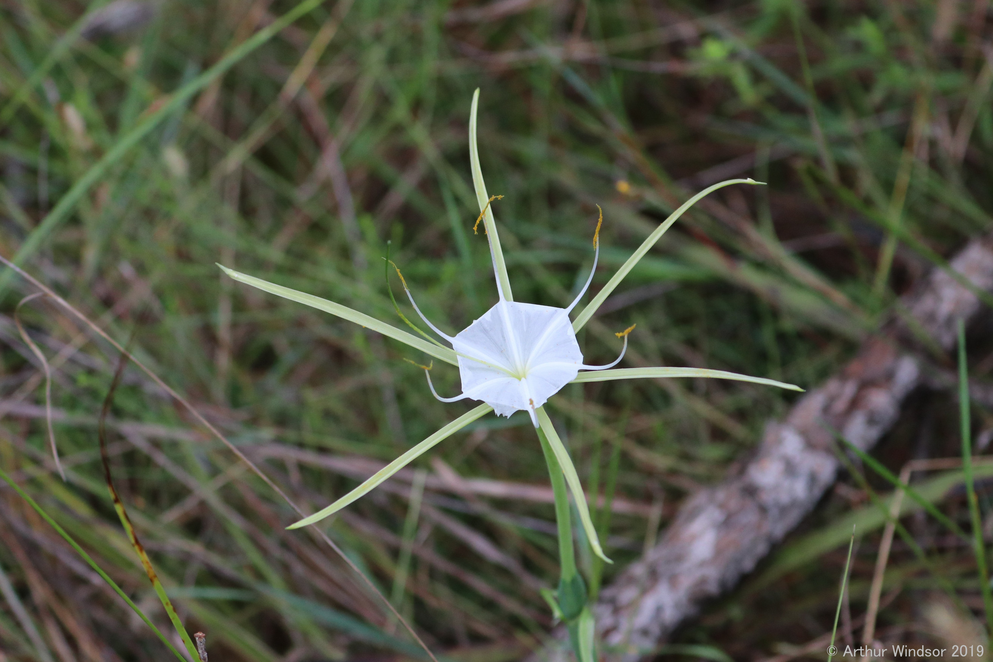 Hymenocallis palmeri