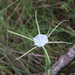 Hymenocallis palmeri - Photo (c) Arthur Windsor, algunos derechos reservados (CC BY)