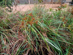 Cyperus javanicus