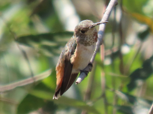 iNaturalist observation photo of Allen's Hummingbird