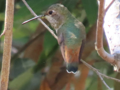 iNaturalist observation photo of Allen's Hummingbird
