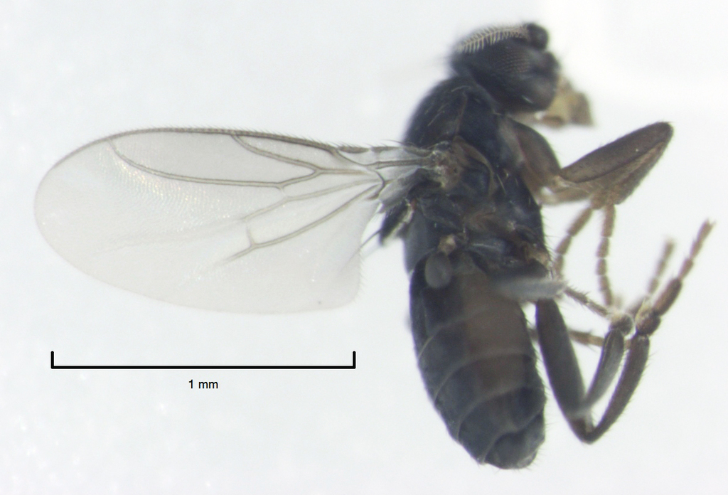 Trachyopella lineafrons