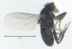 Trachyopella lineafrons