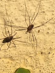 Phalangium opilio