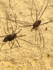 Phalangium opilio