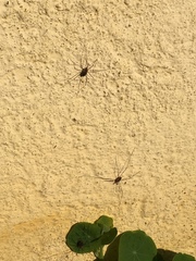 Phalangium opilio