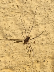 Phalangium opilio
