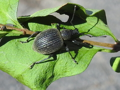 Otiorhynchus armadillo