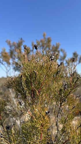 Serruria fucifolia, photograph 4