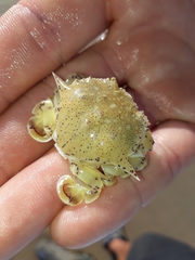 Matuta victor
