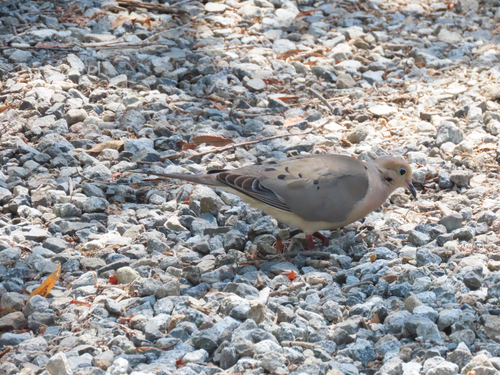 iNaturalist observation photo of Mourning Dove