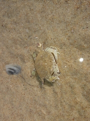 Matuta victor