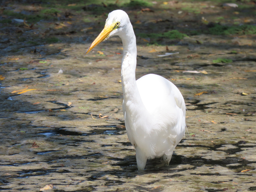 iNaturalist observation photo of Great Egret