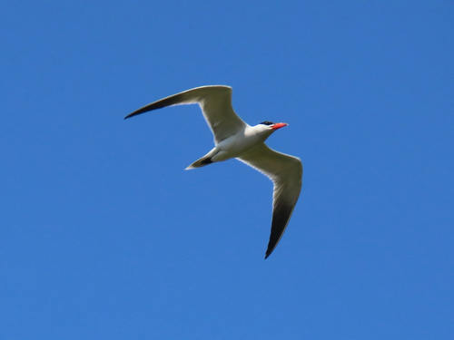 iNaturalist observation photo of Caspian Tern