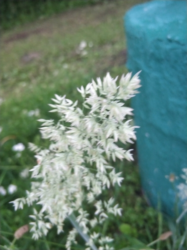 Наблюдение на iNaturalist