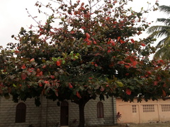 Terminalia catappa