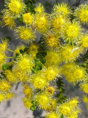 Verticordia chrysantha