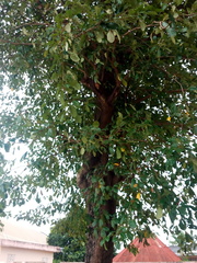 Terminalia superba
