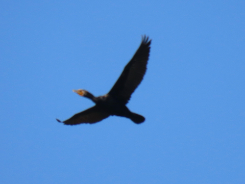 iNaturalist observation photo of Double-crested Cormorant