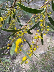 Acacia pycnantha