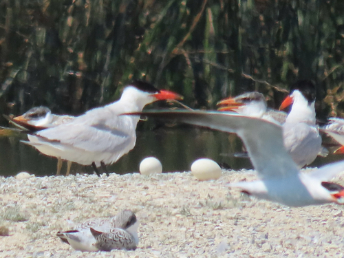 iNaturalist observation photo of Caspian Tern