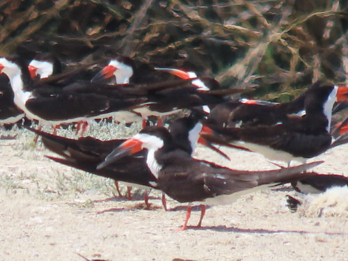 iNaturalist observation photo of Black Skimmer
