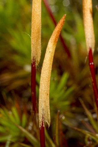 Polytrichum juniperinum