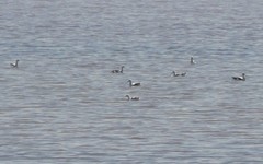 Cladorhynchus leucocephalus