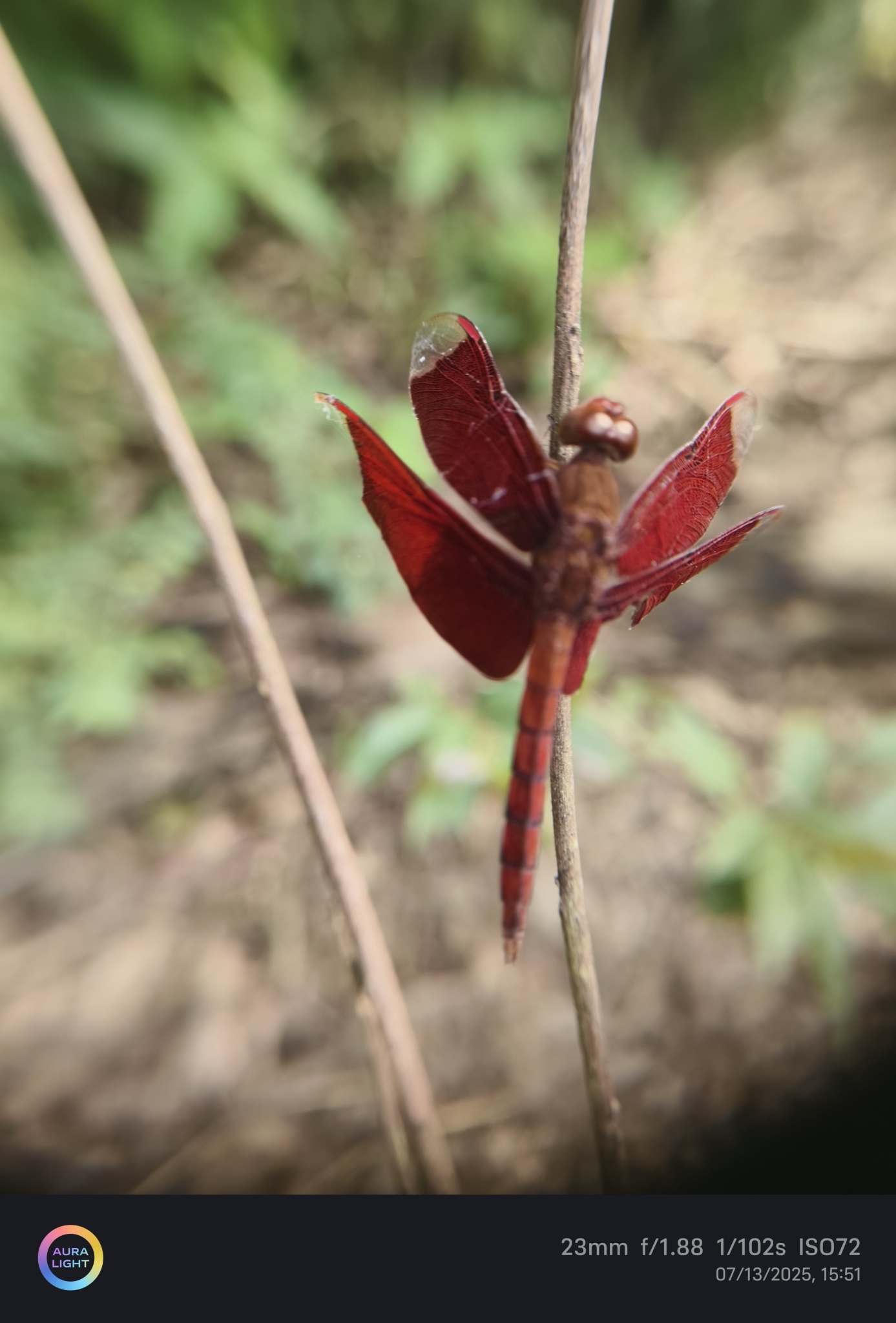 Fulvous Forest Skimmer